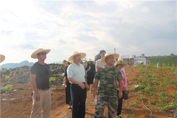 实地调研地古白嘎拉西沃柑沃橘种植基地 (4) 实地调研地古白嘎拉西沃柑沃橘种植基地 (4)